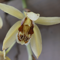 coelogyne_tomentosa2md