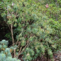 Euphorbia piscatoria (Euphorbe)