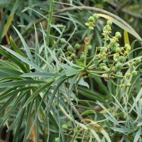 euphorbia_piscatoria2md