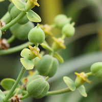 euphorbia_piscatoria3md