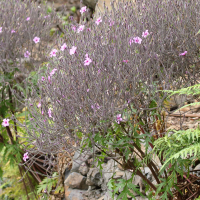 geranium_maderense4md