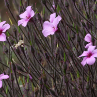 geranium_maderense5md