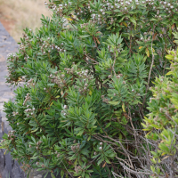 Globularia salicina (Globulaire à feuilles de saule)