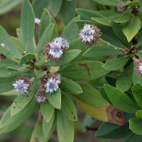 globularia_salicina2md