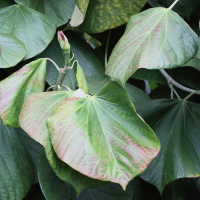 hibiscus_elatus1md