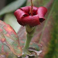 hibiscus_elatus2md