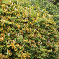 Lonicera hildebrandiana (Chèvrefeuille d'Hildebrandt)