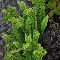 Nephrolepis cordifolia (Nephrolepis à feuilles cordées)
