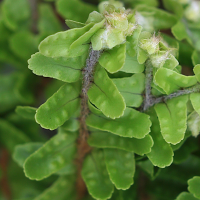nephrolepis_cordifolia2md