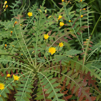 Sonchus pinnatus (Laiteron)