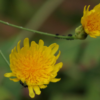 sonchus_pinnatus2md