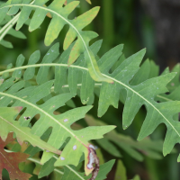 sonchus_pinnatus3md