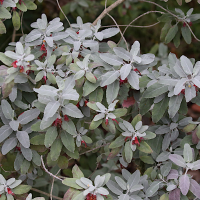 Teucrium heterophyllum (Germandrée)