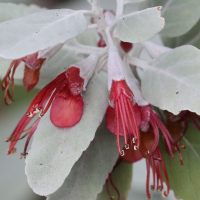 teucrium_heterophyllum2md (Teucrium heterophyllum)