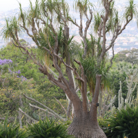 beaucarnea_recurvata7md