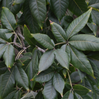 Casimiroa edulis (Sapotier blanc, Pommier du Mexique)