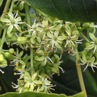 casimiroa_edulis2md