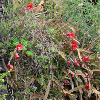 disocactus_ackermannii1bd