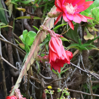 Disocactus ackermannii (Cactus, Nopalxochitl)