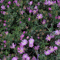 Drosanthemum floribundum (Drosanthème à fleurs nombreuses, Grain de riz)