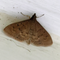 Herpetogramma licarsisalis (Pyrale)