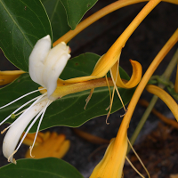 lonicera_hildebrandiana3md