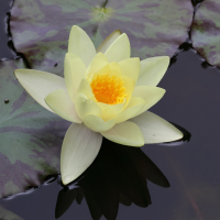 Nymphaea elegans (Nymphéa du Mexique)