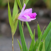 Sobralia macrantha (Sobralia à grandes fleurs)