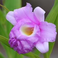 sobralia_macrantha2bd