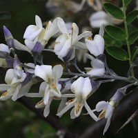 sophora_davidii2md