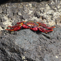 grapsus_adscensionis5md