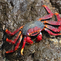 grapsus_adscensionis6bd