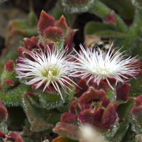 mesembryanthemum_crystallinum7md