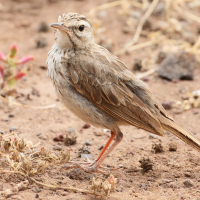 pipit_de_berthelot_-_anthus_berthelotii4md