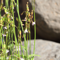 wahlenbergia_lobelioides4md