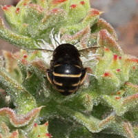 Amegilla maderae (Abeille de Madère)