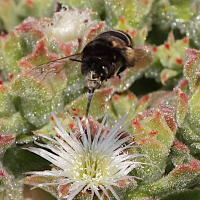 amegilla_maderae2md