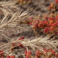 Bromus madritensis (Brome de Madrid)