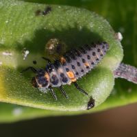 coccinella_septempunctata_larv2md