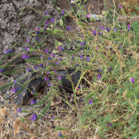 echium_plantagineum3md