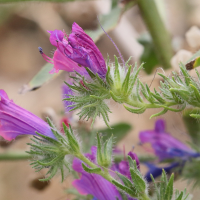 echium_plantagineum4md