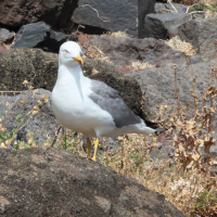 Larus michahellis ssp. atlantis (Goéland leucophée atlantis)