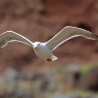 goeland_leucophee_atlantis_-_larus_michahellis_atlantis2bd