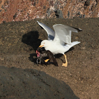 goeland_leucophee_atlantis_-_larus_michahellis_atlantis3bd