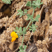 lotus_glaucus2md