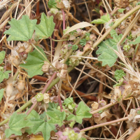 Malva parviflora (Mauve à petites fleurs)