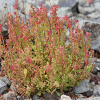 Rumex bucephalophorus (Oseille tête-de-boeuf)