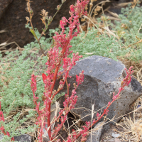 rumex_bucephalophorus2md