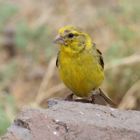 Serinus canaria (Serin des Canaries)