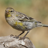 serin_des_canaries_-_serinus_canaria2md